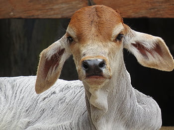 boi, calf, animal, farm, rural, cow, corral, ruminal, nature, roça, field