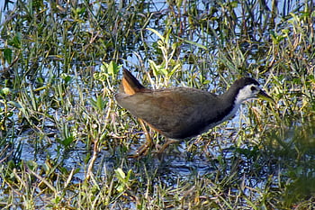 pták, whitehen breasted waterhen, Příroda, amaurornis phoenicurus, vodní pták, rallidae, bharatpur, národní park, útočiště, Indie