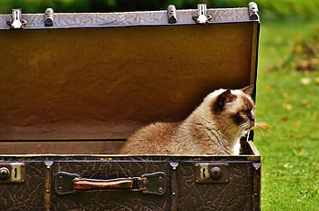 Siamese cat, vintage suitcase, grassy field, adorable cat, lounging cat, outdoor scene, charming scene, white and brown cat, open suitcase, outdoor cat, vintage luggage