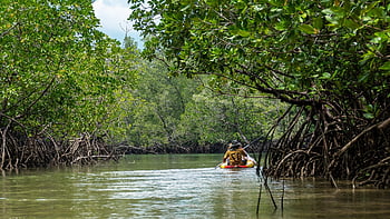 mangrove, fák, sziklák, folyó, természet, tájkép, hegy, tó, erdő, víz, fa