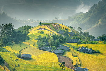 weelderige heuvels, koolzaadvelden, huizen in de hooglanden, Wordtraine rijstvelden, bergachtig landschap, zachte mist, groene velden, gouden velden, landelijk landschap, Hooglanden, mistig landschap