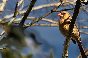 red Cardinal, northern Cardinal, cardinal, bird, nature, wildlife, animal, plumage, avian, feathers, ornithology