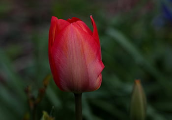 툴리 파, 빨간, 튤립, 구근 식물, 봄, 화려한, 햇빛, pen펜 블루 테, 자연, 꽃