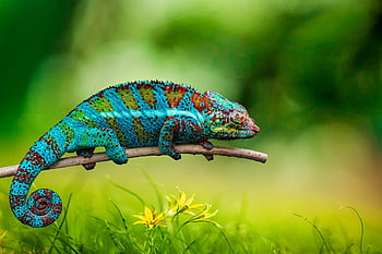chameleón, zvíře, volně žijících živočichů, plaz, maskovat, exotický, divočina, Příroda