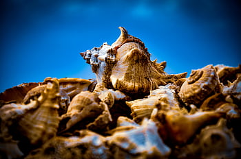 keong coklat, foto close-up, cangkang keong, pantai, langit biru cerah, kerang laut, kehidupan laut, alam, samudra, pesisir, kerang