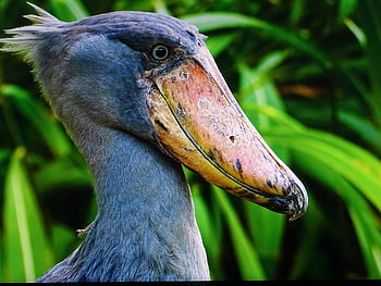 shoebill, zoo, Testa di balena, Cicogna dalla testa di balena, becco di balena, cicogna dal becco a scarpa, animale, natura, balaeniceps Rec, Becco A Scarpa
