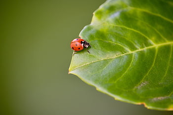 slunéčko sedmitečné, hmyz, list, brouk, zvíře, coccinellidae, rostlina, Příroda, makro, detailní