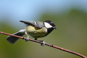 skvělá sýkorka, pták, větvička, bokeh, Příroda, zahrada, zvíře, greattit, posazený, naživu, letní