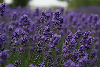 purple flowers, tilt shift lens, lavender fields, Provence France, vivid purple hues, blooming lavender, stunning lavender, purple lavender, lavender blooms, lavender field, purple flower field