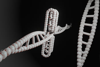 human, dna, genetic, cytosine, c-rich Regions, i-motif, i-tetraplex, i-dna, dns, i-motif Dna, quadruplex