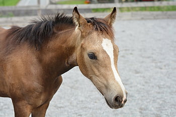foal, horse, young Horse, equine, filly, colt, nature, animal, mammal