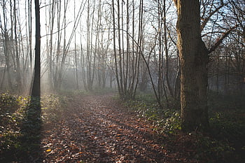 Hırsızlık, gündoğumu, orman, Stourwood, rspb, essex, ağaçlar, yaban hayatı, açık havada, doğa