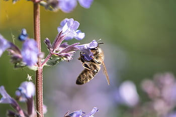 bee, honey Bee, insect, blossoms, nectar, close Up, macro, flower Wallpaper, garden, nature, spring
