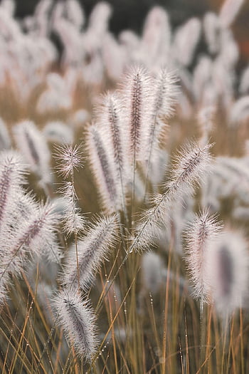 grass, reed, meadow, nature, phone Wallpaper, morning Dew, plant, garden, blossoms, background, wallpaper