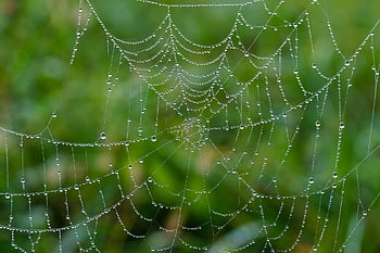 pavoučí síť, web, mokré, kapka vody, dewdrop, kapiček, Příroda