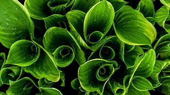 fotografia ravvicinata, piante a foglia verde, foglie verdi vibranti, gocce d'acqua, bellezza naturale, trama delle foglie, vista ravvicinata, fotografia di piante, fogliame verde, fotografia naturalistica, Dettagli foglia
