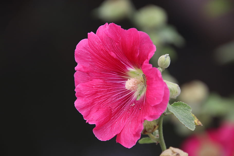 hollyhock, květ, krásné květiny, růžový květ, okvětní lístky, květinové tapety, růžové okvětní lístky, květinové pozadí, flóra, pěstování květin, zahradnictví