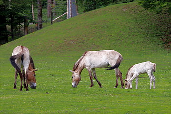 koně, pastvina, pást se, tahki, equus ferus przewalskii, kobyla, przewalski, hříbě, Příroda, čistokrevný, savců