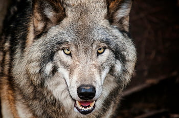 Brown Wolf, gray wolf, intense close-up, piercing eyes, natural fur texture, wild animal, wildlife photography, animal portrait, nature photography, wild wolf, animal eyes