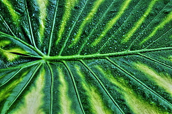 frunze pestrițe, natură, Uriașul Taro, plantă, macro, Alocasia macrorrhizos, elefant, frunze, pestriţ, ureche, gigant