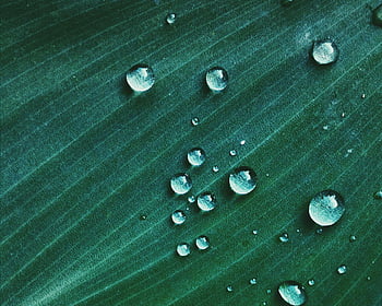 makroskott, vattendroppe, grön textil, närbildsbilden, vattendroppar, grönt löv, Projekt med naturtema, bladyta, naturfotografering, makrofotografi, grön bakgrund