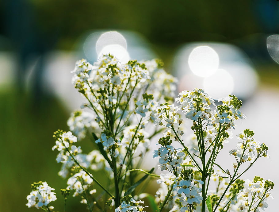 spring, flowers, plant, petals, bloom, blossom, nature, stonewort, latvia, riga