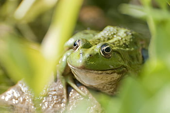 tree frog, grass, close-up, green frog, lush foliage, natural environment, outdoor, detailed image, amphibian, wildlife, nature