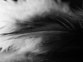 černobílé fotografie, Pírko, Černý a bílý, detail, textura, selektivní zaměření, detailní, makro, Příroda, abstraktní, umění