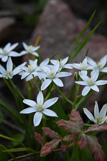 flower, white, petal, flower Wallpaper, beautiful Flowers, spring, outdoors, garden, ornithogalum Umbellatum, nature, flower Background