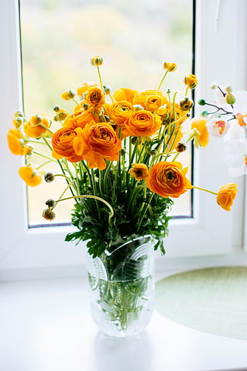 žluté květy, skleněná váza, okno, žlutý ranunculus, Světlá kytice, živý dotek, Příroda, květinové aranžmá, vnitřní květiny, přirozené světlo, dekorativní květiny