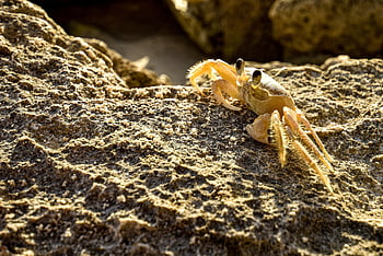crab, crustacean, marine, seafood, nature, animal, caribbean Crab, beach Crab