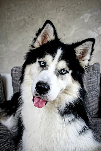 dog, husky, siberian Husky, sofa, pet, fur, fluffy, animal, black, white, beautiful Dog
