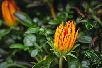 květ, gazánie rigens, hd tapetu, oranžová květina, pučící, oranžové okvětní lístky, botanický, květinové pozadí, okrasné květiny, květinové tapety