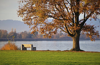strom, lavice, jezero, park, konary, listy, klid, banka, poboček, podzim, podzimní listí
