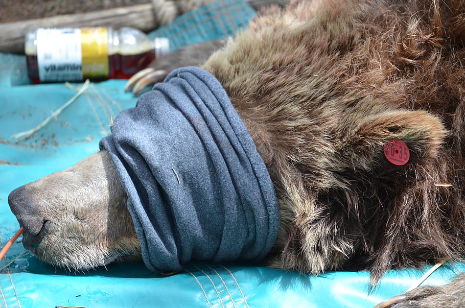 Uklidněný medvěd, ochrana očí, Nosní kanyla, Dodávka kyslíku, Intergency Grizzly Bear Study Team, Ekosystém Yellowstone, ochrany přírody, vědecký výzkum, Monitorování medvěda, dobrých životních podmínek zvířat, usgs