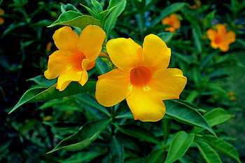 flowers, beautiful Wallpaper, bloom, free Background, Wallpaper 1920x1080, botany, mac Wallpaper, blossom, Wallpaper, nature, petals