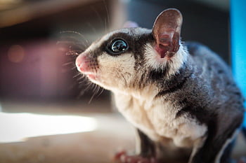 sugar Glider, pet, nature, marsupial, animal