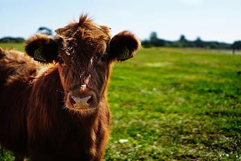 brown cattle, green lawn grass, daytime, young brown cow, green pasture, sunny summer day, outdoor scene, farm animal, rural landscape, nature photography, ear tags