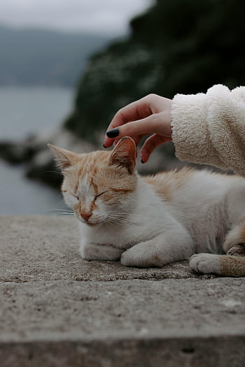gatto, petting, gatto bianco e arancione, oceano, giornata nuvolosa, sereno, delicata accarezzatura, la mano della persona, all'aperto, natura, rilassamento