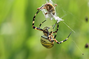 laba-laba, arakhnida, jaring laba-laba, web, peluru, weber, serangga, kumbang, arachnofobia, alam, margasatwa