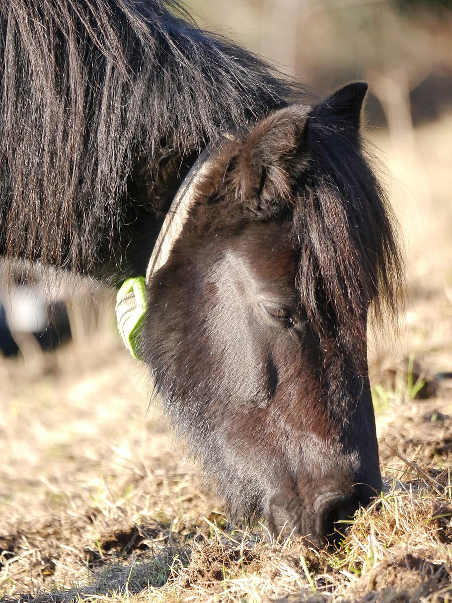equine, horse, pony, grazing, pasture, animal, head, shot