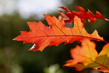 Eklöv, blad, ek, rött löv, höstlöv, bladåren, bladstruktur, lövverk, höst, natur, falla