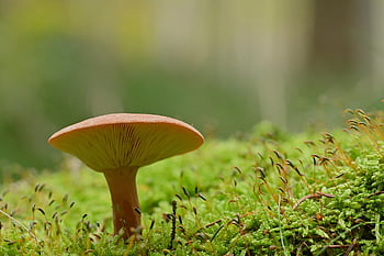 mushroom, forest, moss, forest Floor, fungal Science, closeup, forest Mushroom, nature, growth