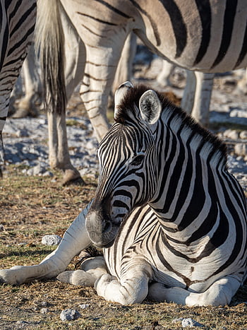 zebra, volně žijících živočichů, divočina, Afrika, namibie, etosha, národní park, safari, zvíře, Příroda