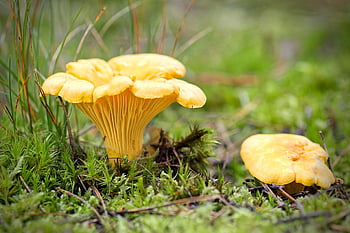 fungo, gallinacci, commestibile, spugna all'uovo, micologia, foresta, autunno, natura, raccogliere, delicatezza