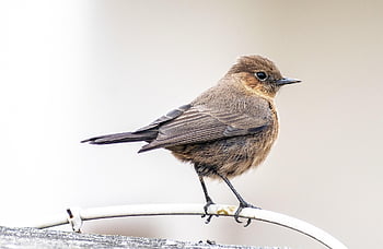 chat indiana, uccello, animale, chat rock marrone, piccolo uccello, natura, birdwatching, ornitologia, mondo animale, pettirosso, specie