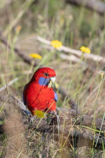 crimson Rosella, platycercus, elegans, bird, avian, wildlife, wild, crimson, red, blue, colourful