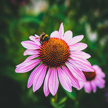 coneflower, carta da parati floreale, fiore, bombo, bellissimi fiori, insetto, ape, Echinacea viola, echinacea purpurea, fioritura, fiorire
