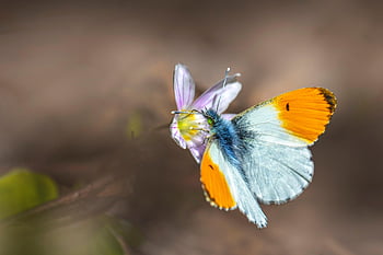orange Tip, butterfly, insect, leaves, animal, wings, plant, garden, closeup, nature, lepidoptera