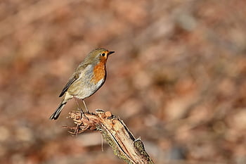 robin, bird, songbird, wildlife, winter, sitting, ornithology, close Up, branch, bird Watching, nature
